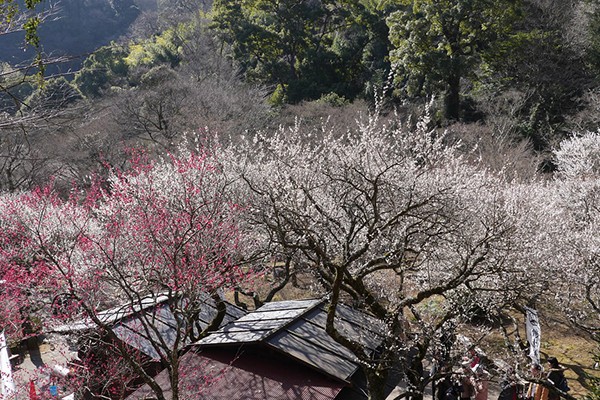 熱海梅園